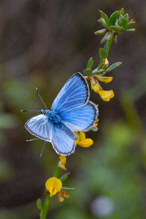 How To See Blue Butterflies In Palos Verdes El Segundo Los Angeles Times