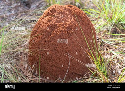 Underground Termite Colony Coptotermes Gestroi In The Midst Of Nature