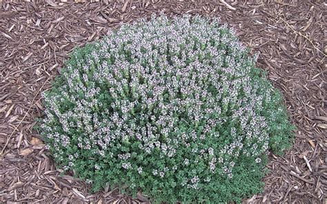 Elfin Creeping Thyme 18 Count Flat Of 35 Pots Groundcover