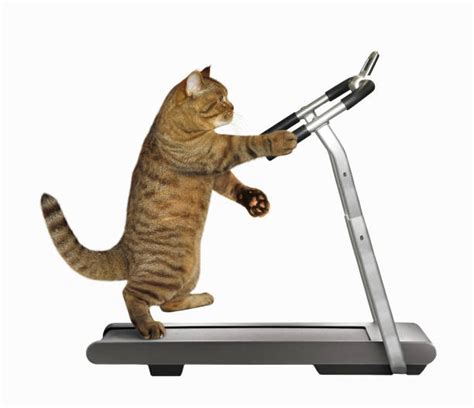 Fat Cat On Treadmill Img Metro