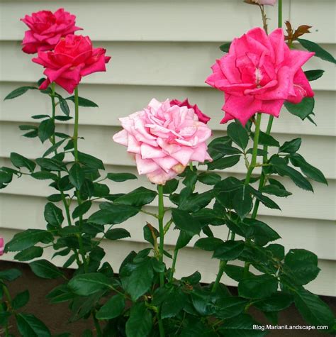 Grafting is a surgical operation done with plants in order to switch varieties on a given plant(tree, bush, vine), or to have multiple varieties of a given type of. Grafted rose with original flower (With images) | Planting ...