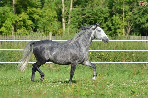 Résultat De Recherche Dimages Pour Lipizzan Lipizzan Horses Grey