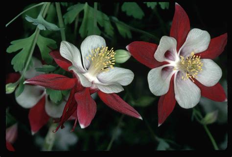 Growing And Caring For Columbine Plants Aquilegia