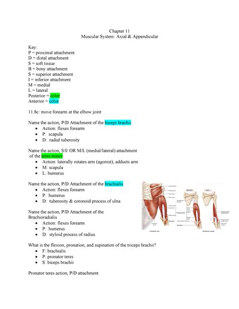 Muscular System Ch 118 119 Chapter 11 Muscular System Axial