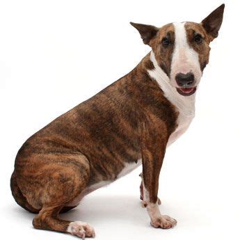 You can meet the local lucky dogs and lucky cats by tuning into our virtual adoption events or attending one of our in person adoption events.if you are interested in meeting a particular animal, please submit an application. Bull Terrier | Dog breeds medium, Dog breeds, Terrier dog ...