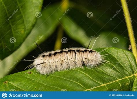 Hickory Tussock Moth Caterpillar Stock Image Cartoondealer Com