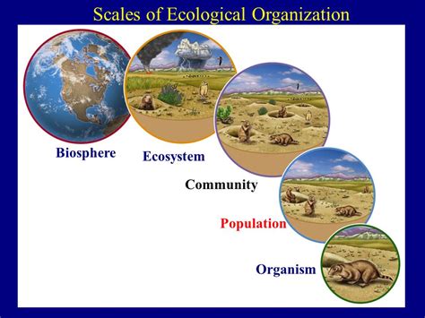 Components Of Ecosystem As Organism Population And Co