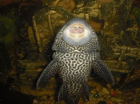 Ancistrus Sp Bristlenose Catfish Plecostomus Fish Pet Fish
