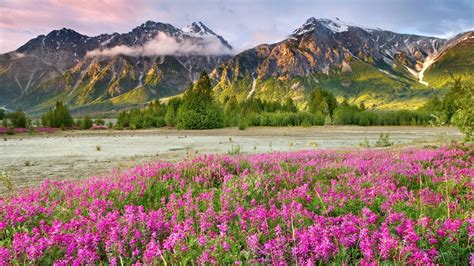 Mountains Landscapes Nature Canada British Columbia Land Pink Flowers