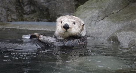 Vancouver Aquarium Sea Otter Pups Meet Adult Otter Tanu For First Time
