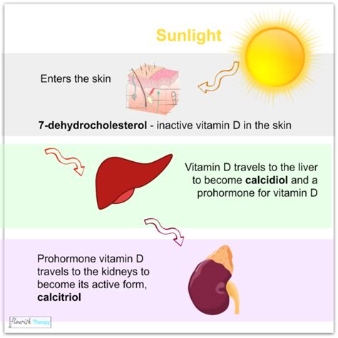 600 iu for children and adults through age 70; How is vitamin D formed in sunlight? What is the process ...
