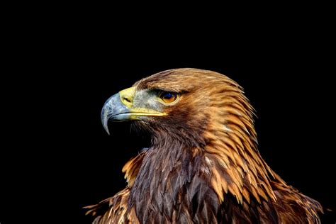 Golden Eagle In Profile