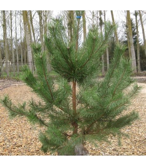 Pinus Sylvestris Pin Sylvestre