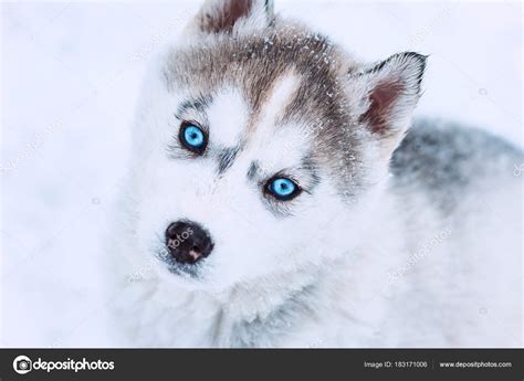 Alaskan Husky Puppies With Blue Eyes