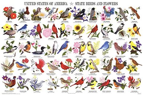 State Birds And Flowers Educational Chart Poster 36 X 24in The Blacklight Zone