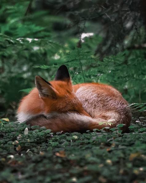 Photographer Captures Enchanting Photos Of Finlands Forest Animals