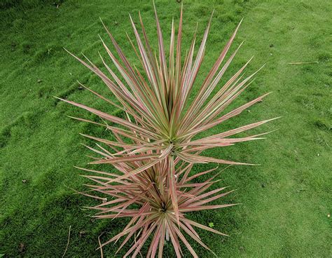 The madagascar dragon tree is to me one of the most popular houseplants, yet one of the hardest to identify. How to Grow a Madagascar Dragon Tree (Dracaena) - Garden ...