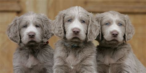 Longhaired Weimaraner Vs Golden Retriever Breed Comparison