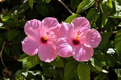 15 Common Hibiscus Plant Problems How To Fix Them Solutions And