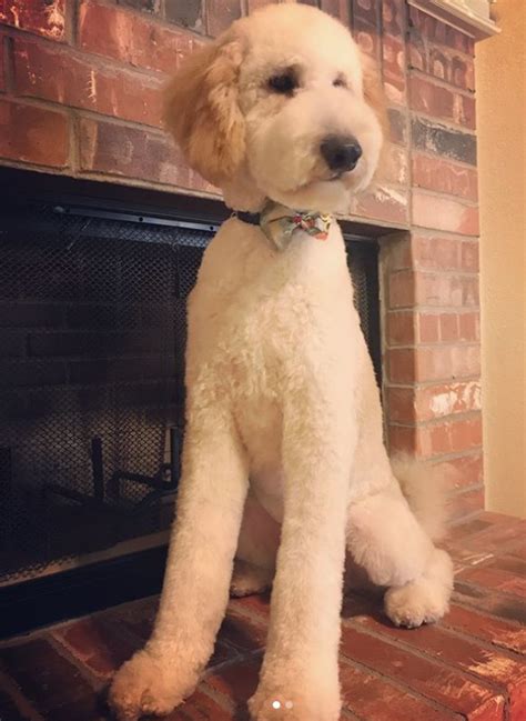 Hi from curly! these are pictures of us playing outside today. 20+ Best Goldendoodle Haircut Pictures - The Paws