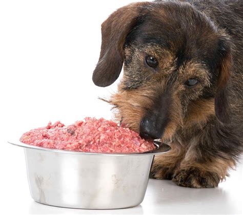 Safety Considerations Raw Food Diet For Dogs
