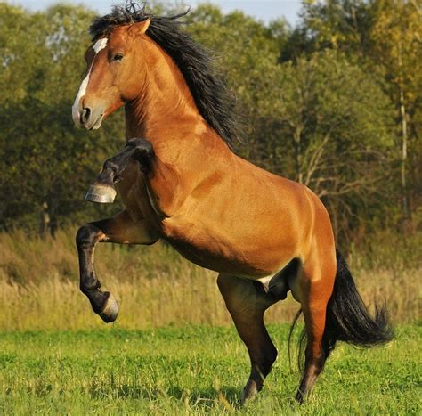 Mustang Horse Breed Information History Videos Pictures