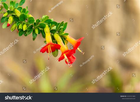 61 Cantuta Images Stock Photos And Vectors Shutterstock