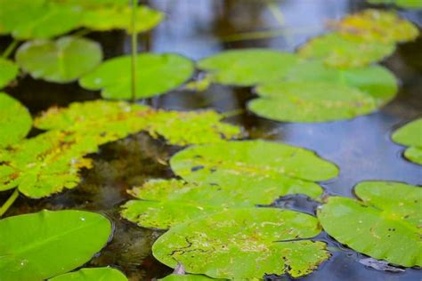 Lily Pad Background ·① Wallpapertag