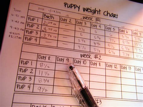 The dog weight estimator will process these details of. PUPPY WEIGHT CHART | PUPPY WEIGHT CHART