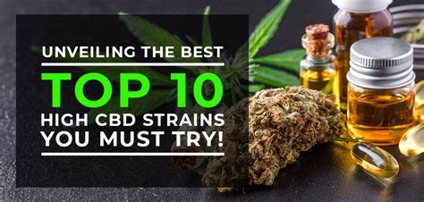 Unveiling The Best Top 10 High Cbd Strains You Must Try Mjseedscanada