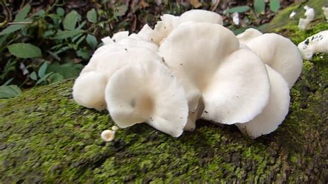Cogumelo Branco De Jardim Setas Jardins Cogumelos Textura Natural