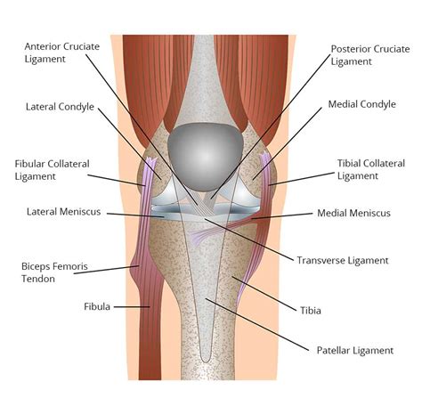Knee ligaments are thick strands of tissue made of collagenous fibers that connect the upper leg the two cruciate ligaments in your knee—your acl and pcl—work to control the backward and. Orlando Knee Replacement Surgery, Stryker® Mako™ Florida Knee Surgery