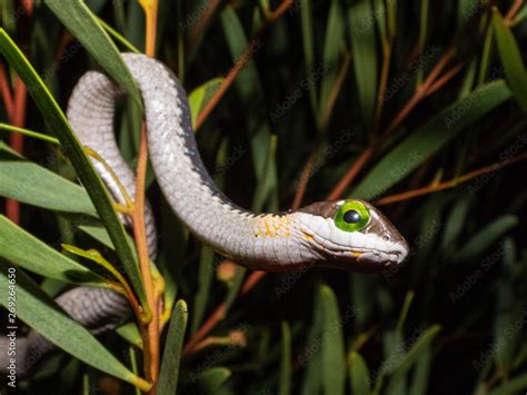 Juvenile Boomslang Dispholidus Typus Snake In Bush Stock Photo