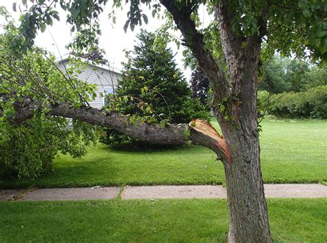 Tips For Staying Safe Around Unstable Trees