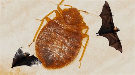 How To Identify And Get Rid Of Bat Bugs