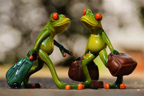 Funny Frogs With Luggage Free Image