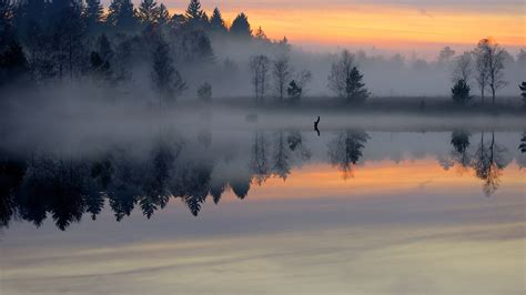 Free Download Smooth Surface Lake Sunrise Trees Fog Sky Shore