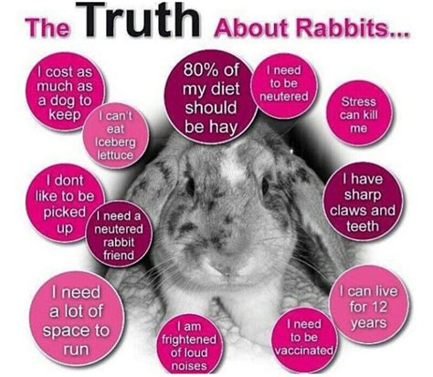 48 Best Facts And Info Images On Pinterest Bunnies Pet
