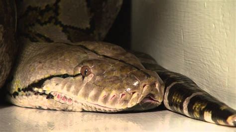 Sorry, there are no tours or activities available to book online for the date(s) you selected. 2013 Guinness Worlds Largest Snake in Captivity in the ...