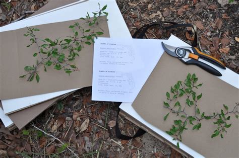 Johnny Butterflyseed Submits Polk County S First Scrub Plum Herbarium Specimen In Almost