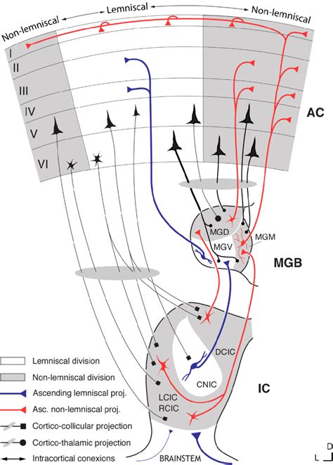 Schematic Diagram Of The Auditory Pathway Showing The Major Stations