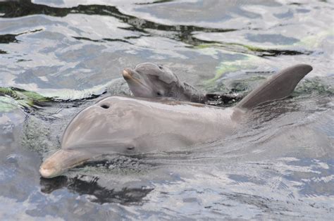 Baby Dolphin Born At Dolphin Discovery Cozumel Dolphin Discovery