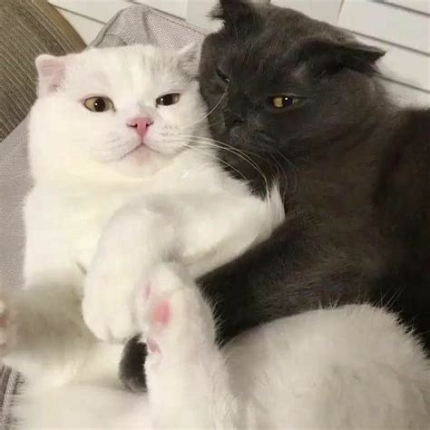 Cute Cat Couples Aesthetic