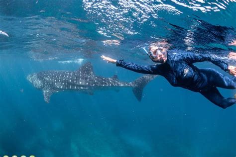 Swimming With Whale Sharks In Exmouth The Best Experience Ever