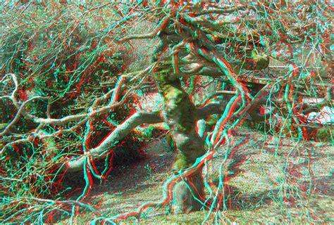 Tree In Anaglyph 3d Red Blue Glasses To View
