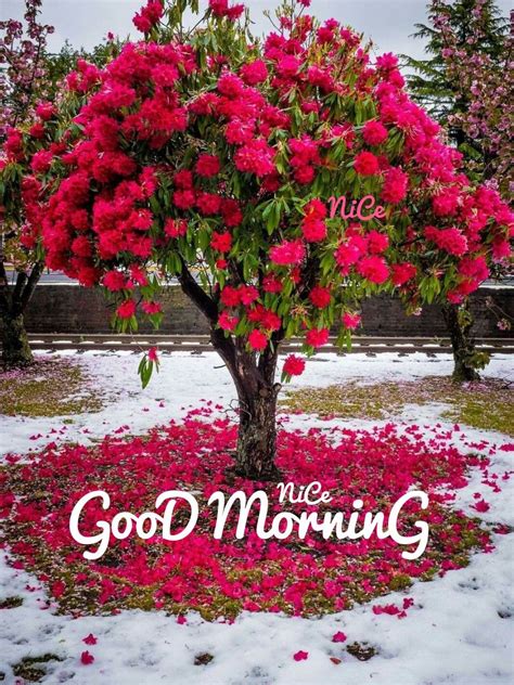 Ultimate Compilation 999 Stunning Good Morning Images With Flowers In