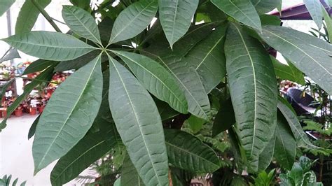This plant naturally has thin, delicate stems. Learn about Nature | Money Tree - Learn about Nature