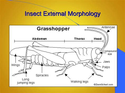 Solution Insect External Morphology No 2 Studypool