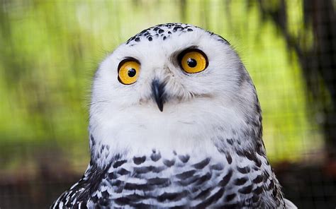 Snowy Owl Animal Hd Wallpaper Peakpx