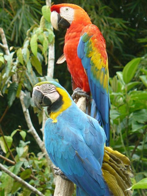 Upload, livestream, and create your own videos, all in hd. Aves exóticas: Guacamayos
